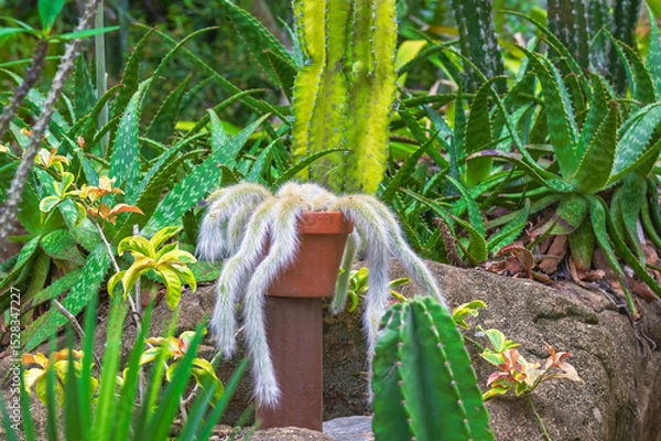 Fototapeta Monkey tail cactus gracefully spills over the edge of a terracotta pot, its fuzzy tendrils curling in the sunlight.