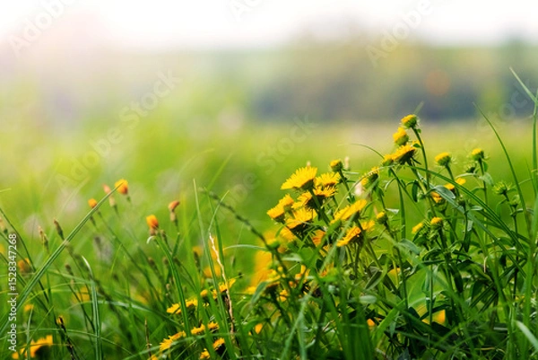 Obraz Close-up of vibrant yellow dandelion flowers amidst green grass with blurred natural background