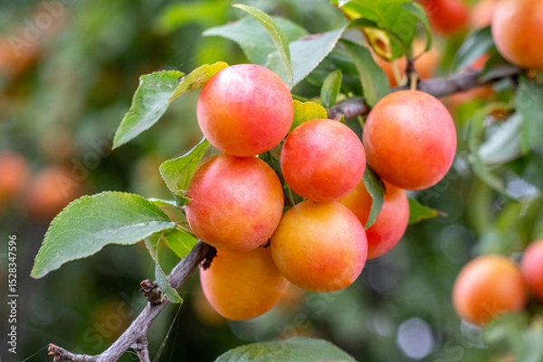 Obraz Branch with vibrant orange and red mirabelle plums on a blurred green background