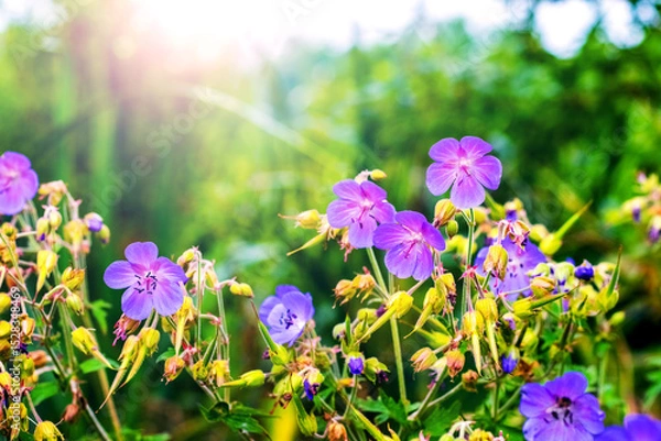 Obraz Vibrant purple geranium flowers in a sunny summer meadow with a blurred green background