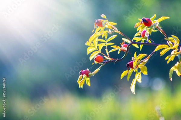 Obraz Sunlight illuminates a rose hip branch with red berries and yellowish leaves against a blurred green background