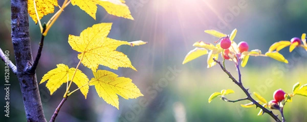 Obraz Early autumn with vibrant yellow maple leaves and red rose hip berries illuminated by sunbeams