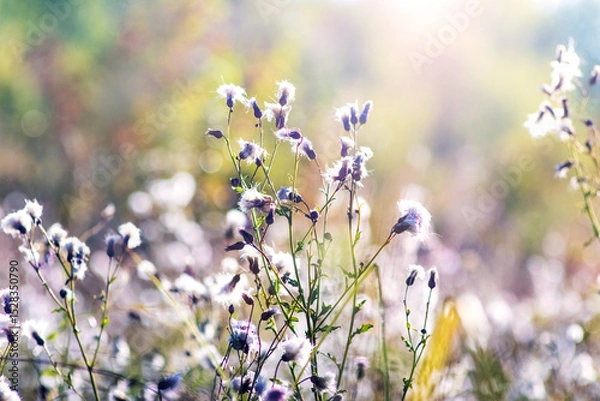 Obraz fluffy seed heads of wild plants on a sunny meadow, soft light and blurred natural background, late summer atmosphere