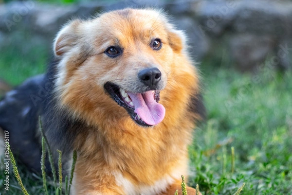 Obraz Fluffy smart dog lying on green grass with open mouth and happy facial expression