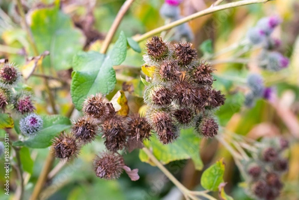 Obraz A cluster of dry prickly burdock heads on a plant among green leaves