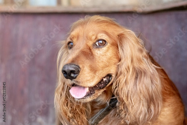 Fototapeta A focused portrait of a red cocker spaniel with long ears and an expressive gaze