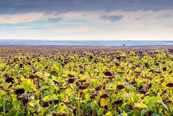 Fototapeta A flat field of sunflowers with drooping heads under a cloudy sky, with a blurred landscape on the horizon