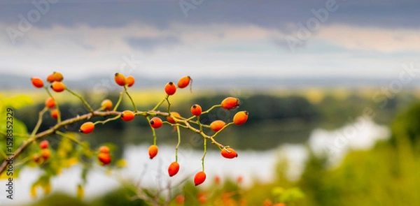 Fototapeta A rosehip branch with bright red berries against a blurred background of a lake and sky