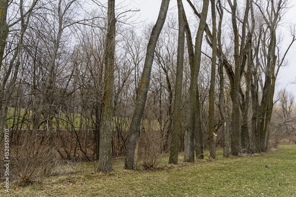 Fototapeta Leafless trees in a row on a grassy field under a gloomy cloudy sky. Ending winter season and early spring.