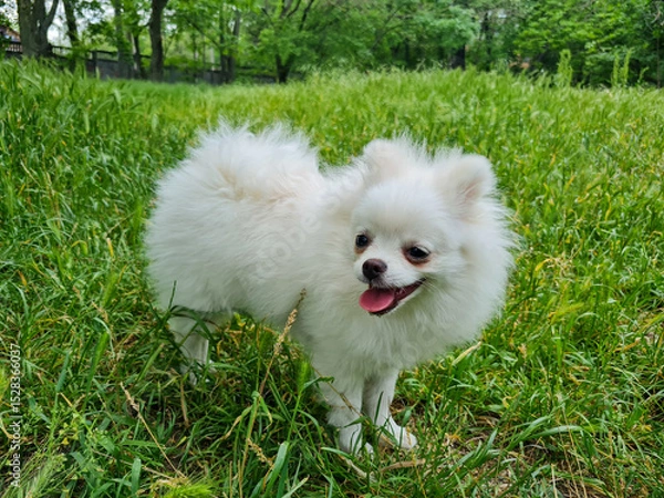 Fototapeta Fluffy white dog with a joyful expression stands on lush green grass in a park, surrounded by tall trees. Its small stature and bright eyes convey a sense of playfulness