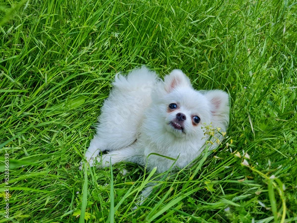 Fototapeta Fluffy white dog with big eyes lies on a bed of lush, green grass, looking up with a curious expression. The vibrant grass adds to the freshness and playful mood of the scene