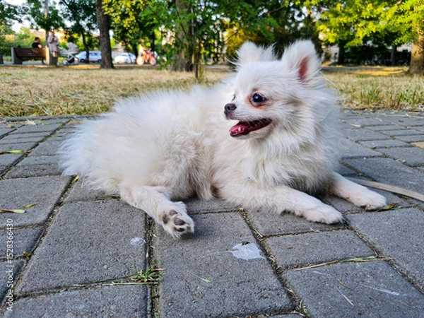 Fototapeta Fluffy white dog lying on gray cobblestone path, mouth open, ears perked, surrounded by lush green trees in the background, a peaceful sunny day in a park setting