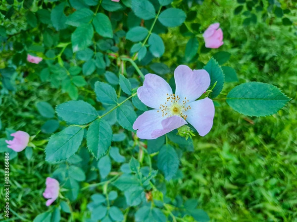Fototapeta Pink flower with five petals and yellow stamens on a leafy green stem surrounded by several other pink buds against a blurred green backdrop