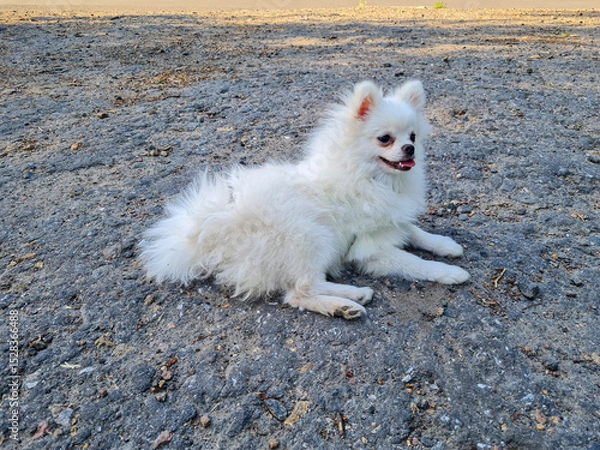 Fototapeta Fluffy white dog lying on a textured gray surface, its fur slightly tousled. The dog appears relaxed and content with a bright expression, capturing a candid moment