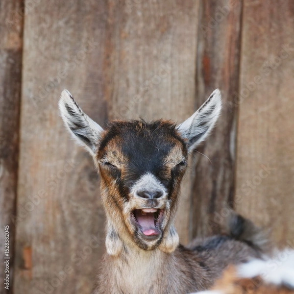 Obraz Goat is smiling and making a funny face