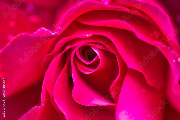 Obraz Wonderful red rose macro photography filling the frame: intense pattern and texture, charming colorful background.