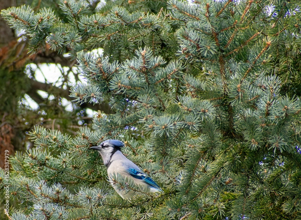 Obraz Blue Jay