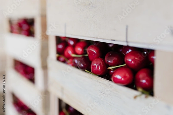 Obraz Freshly harvested cherries stored in wooden crates for market display during summer season