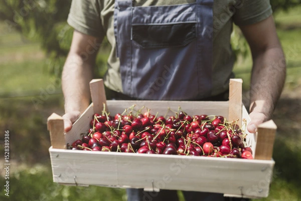 Obraz Cherry harvest in a lush orchard during summer with a farmer holding a wooden crate filled with fresh cherries