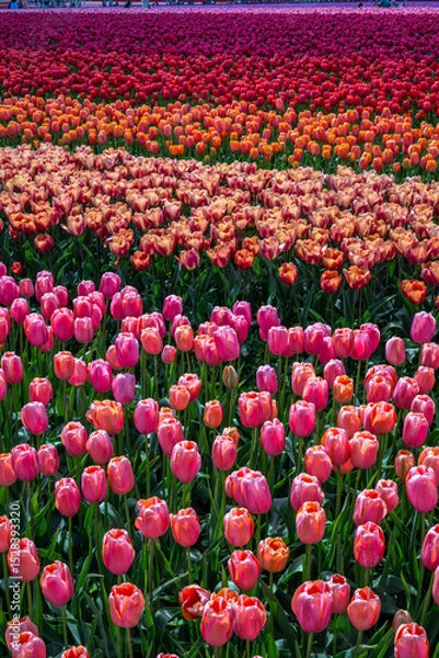 Fototapeta Tulip Field at the Tulip Festival around Mount Vernon in Washington State
