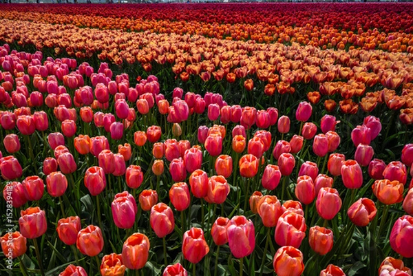 Fototapeta Tulip Field at the Tulip Festival around Mount Vernon in Washington State