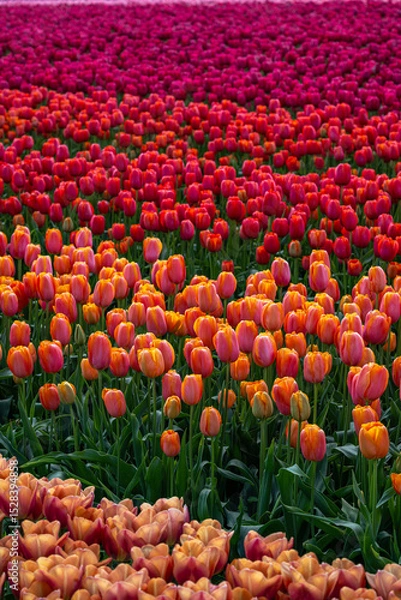 Fototapeta Tulip Field at the Tulip Festival around Mount Vernon in Washington State