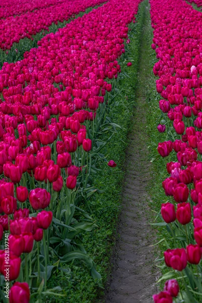 Fototapeta Tulip Field at the Tulip Festival around Mount Vernon in Washington State