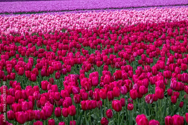 Fototapeta Tulip Field at the Tulip Festival around Mount Vernon in Washington State