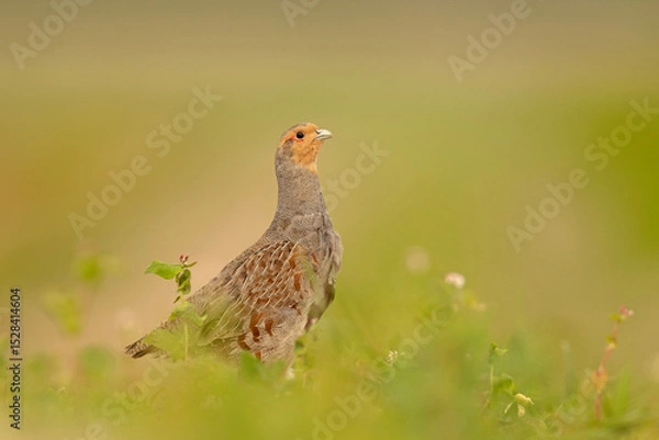 Fototapeta Kuropatwa (Perdix perdix)
