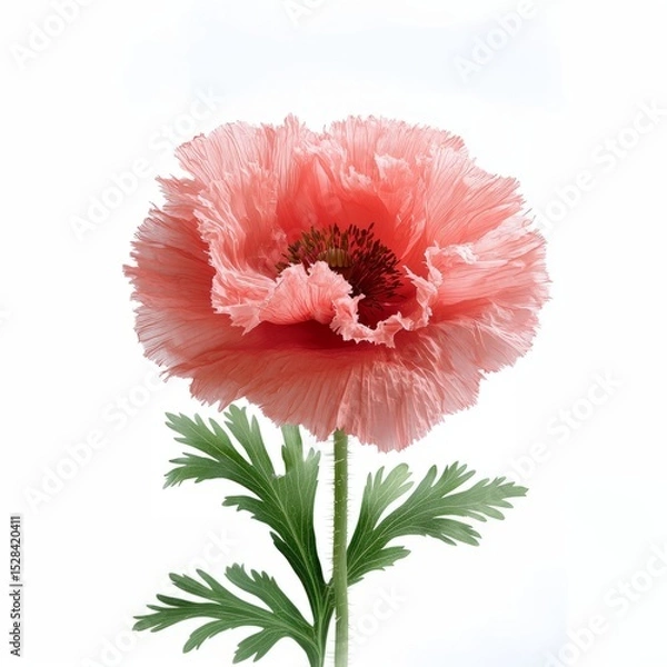 Fototapeta Red poppy flower head against white background for floral design. 