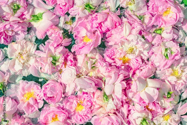 Fototapeta Fresh pink rose petals floating in water under soft daylight. Rose background, texture. Concept of rose petals, floral freshness, organic beauty and aromatherapy