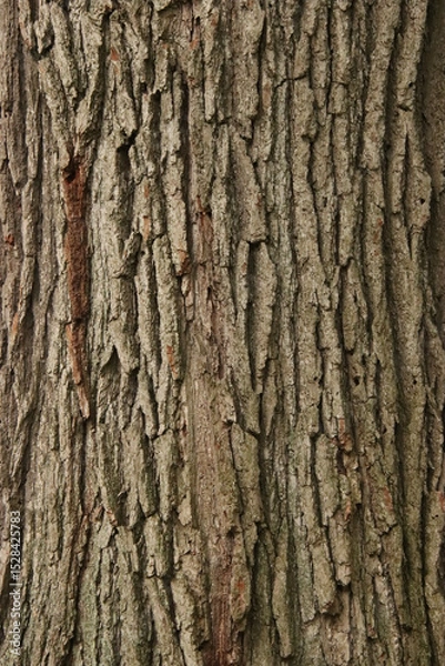 Obraz tree bark texture