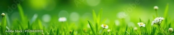 Fototapeta Blurred background of lush green grass with clusters of white Filipendula ulmaria flowers , field, idyllic, white