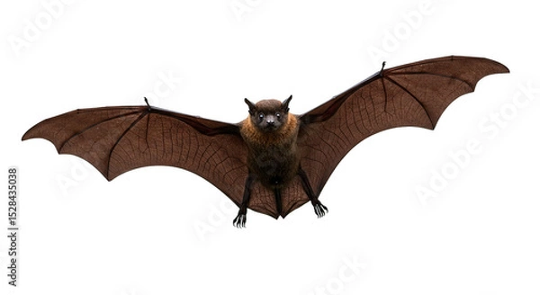 Fototapeta A brown bat flies forward with its wings spread against a dark backdrop.
