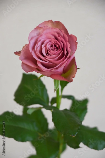 Fototapeta 紫のばら