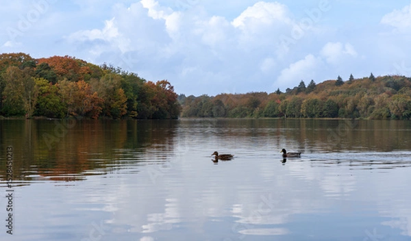 Obraz ducks in the lake