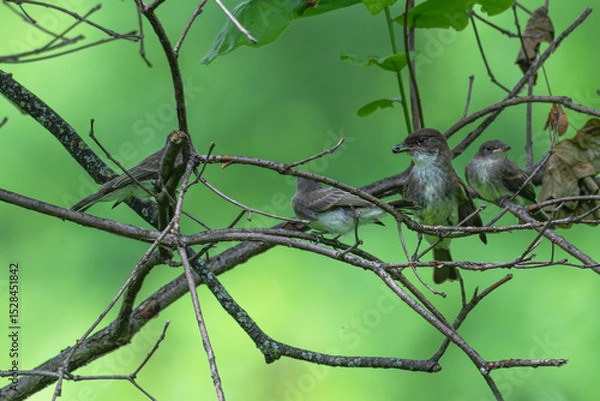 Fototapeta Acadian flycatcher perched on a tree feeding its fledglings.