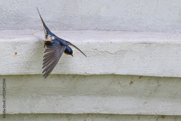 Fototapeta Barn swallow takes off from a ledge.