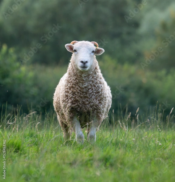 Obraz sheep in a field