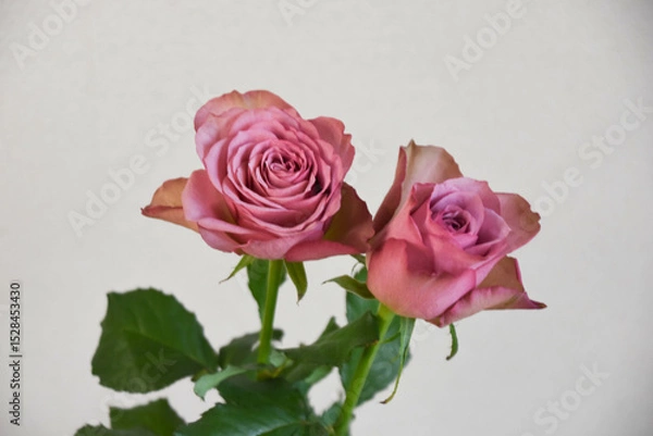 Fototapeta 紫のばら