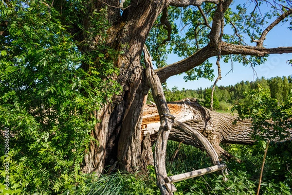 Fototapeta Old two-hundred-year-old oak with a broken branch