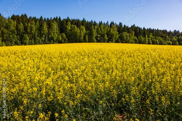 Fototapeta A colorful rapeseed field stretching all the way to the forest