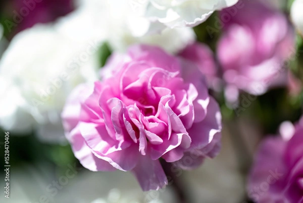 Fototapeta Close up of blooming pink carnation flowers in filled frame format background with other different colorful flowers