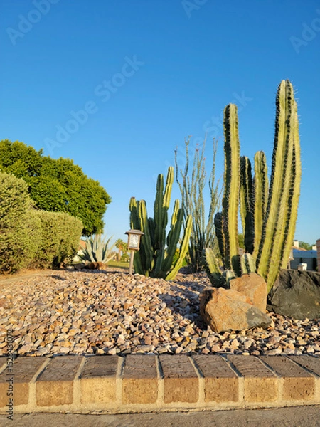 Fototapeta Columnar Cereus cacti, Ocotillo and Blue Agave used in city desert style xeriscaping along along street walkways in Phoenix, Arizona