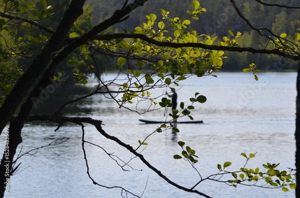 Fototapeta Aspen branches. A young tree grows on the shore of a forest lake. It has a dark trunk and curved long branches with green leaves growing on them. In the distance is a forest and a surface of water.
