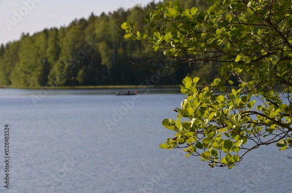 Fototapeta Trees on the shore of the lake. Summer day near a forest lake. Trees with long curved branches grow on the shore. Behind them is the blue expanse of water and a dense forest on the other side.