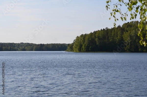 Fototapeta Trees on the shore of the lake. Summer day near a forest lake. Trees with long curved branches grow on the shore. Behind them is the blue expanse of water and a dense forest on the other side.