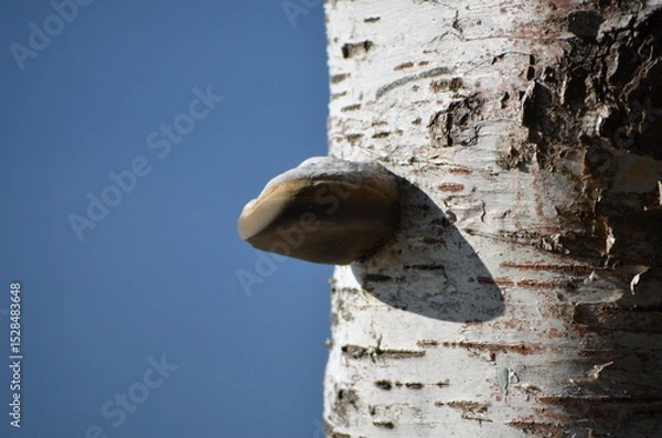 Fototapeta Tree mushroom. A parasitic mushroom has grown on a thick white birch trunk. It has a semicircular shape, a white top and a dark brown bottom. The mushroom grows horizontally on a vertical tree trunk.