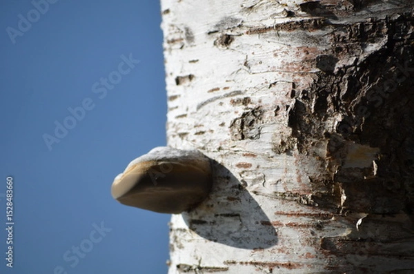 Fototapeta Tree mushroom. A parasitic mushroom has grown on a thick white birch trunk. It has a semicircular shape, a white top and a dark brown bottom. The mushroom grows horizontally on a vertical tree trunk.