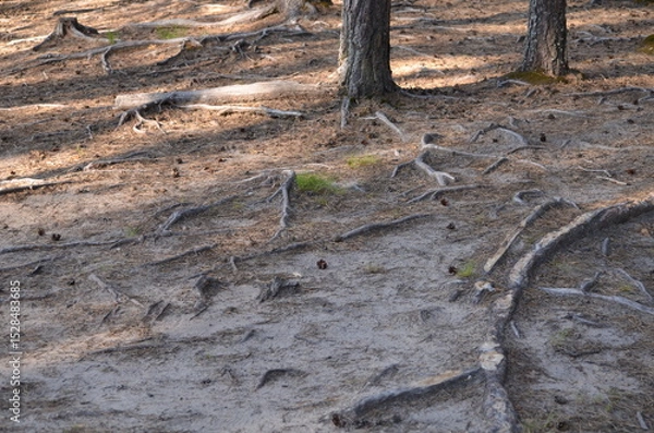 Fototapeta Pine roots on a forest road. Water and wind washed away part of the earth, exposing the long curved roots of the tree. The roots grow in different directions intertwining with each other.